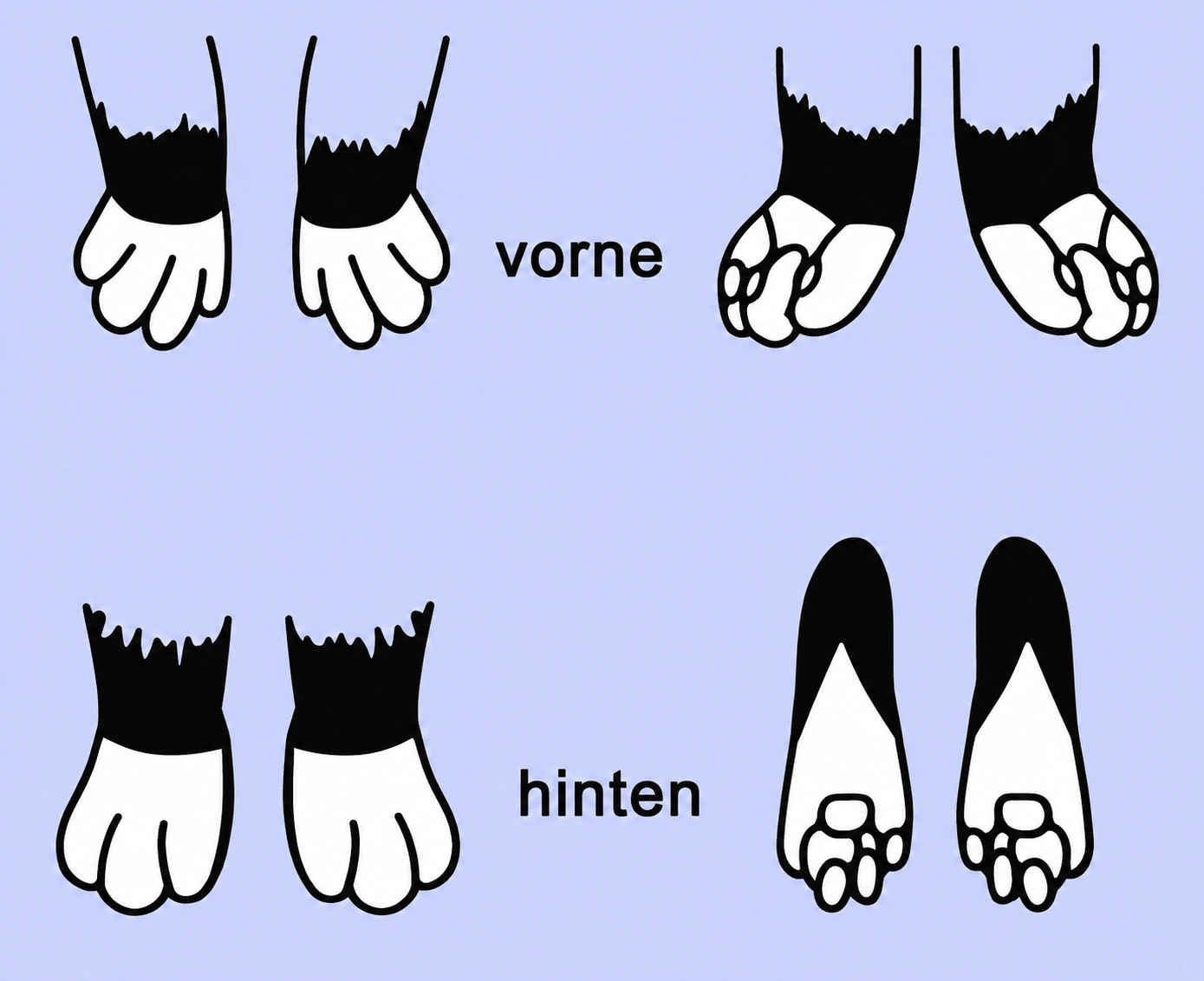 Die weissen «Handschuhe» der Heiligen Birma