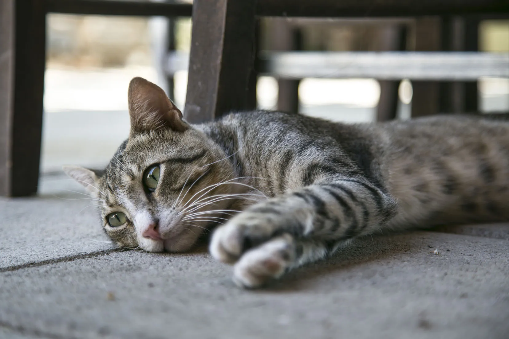 Katze in Betreuung