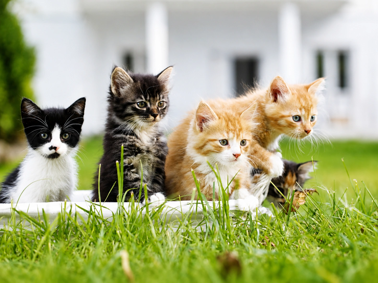 Kitten auf der Wiese
