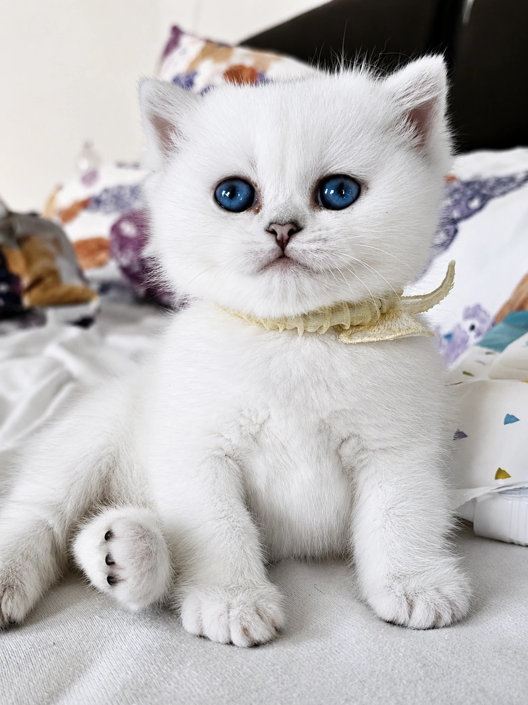 Kitten – Britisch Kurzhaar von der Forch
