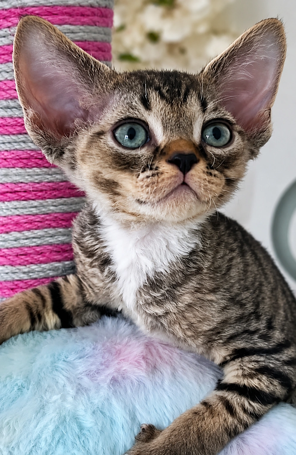 Kitten – of True Diamond