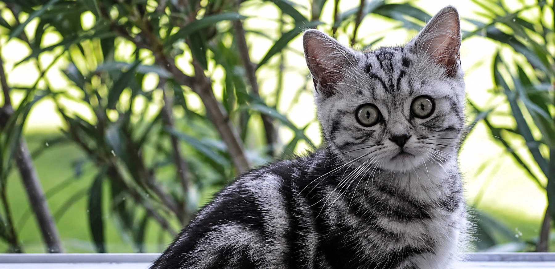 Katzen des Vereins