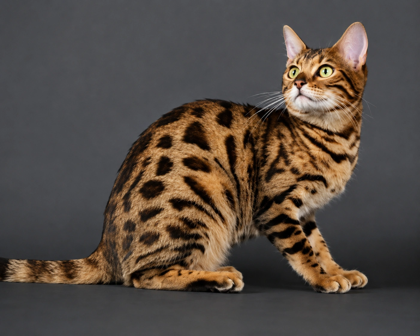 Bengal