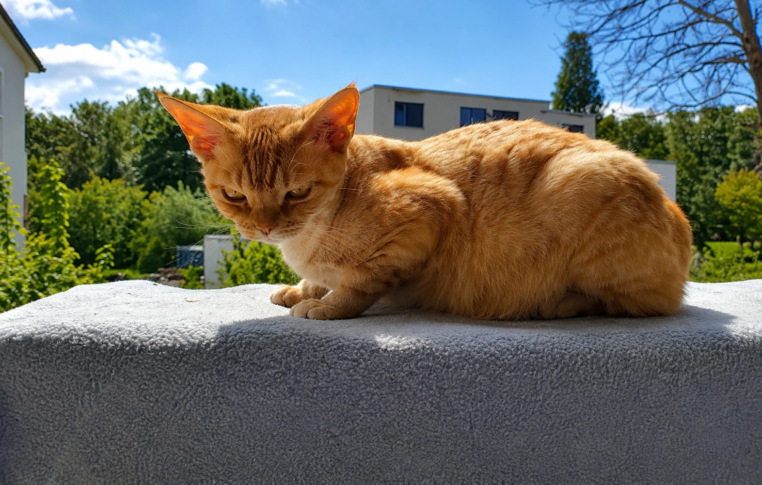 Devon Rex