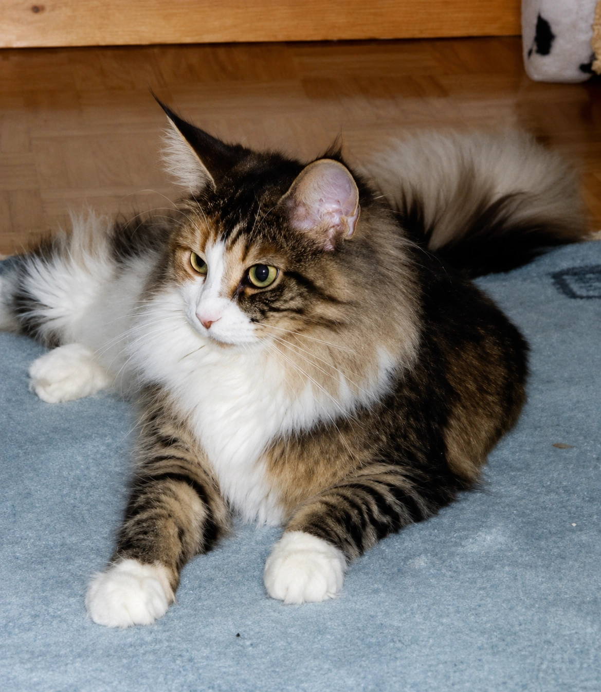 Maine Coon